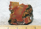 King Cobra Slab 242