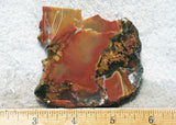 King Cobra Slab 242