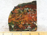 King Cobra Slab 211