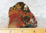 King Cobra Slab 237