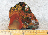 King Cobra Slab 237