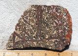 Leopard Skin Jasper Rock Slab 12