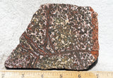 Leopard Skin Jasper Rock Slab 10