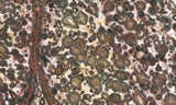 Leopard Skin Jasper Rock Slab 10