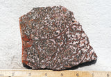 Leopard Skin Jasper Rock Slab 03