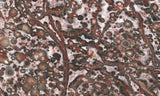 Leopard Skin Jasper Rock Slab 03
