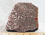 Leopard Skin Jasper Rock Slab 08