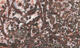 Leopard Skin Jasper Rock Slab 08