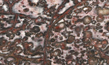 Leopard Skin Jasper Rock Slab 07