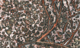 Leopard Skin Jasper Rock Slab 06