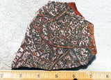 Leopard Skin Jasper Rock Slab 02