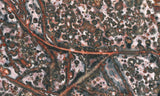 Leopard Skin Jasper Rock Slab 02