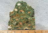 Rainforest Jasper Rock Slab 40