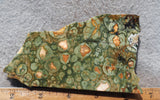 Rainforest Jasper Rock Slab 50