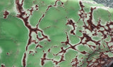 Variscite Rock Slab 295
