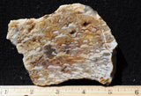 Bella Vista Agate Rock Slab 63