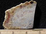 Bargain Bin E Slab 297