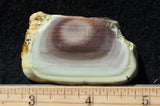 Royal Imperial 295