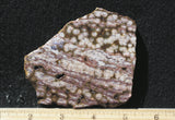 Ocean Jasper Rock slab 66