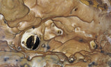 Biggs Jasper Rock Slab 462