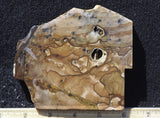 Biggs Jasper Rock Slab 462