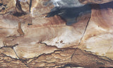 Biggs Jasper Rock Slab 459