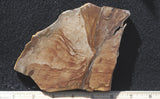 Biggs Jasper Rock Slab 481