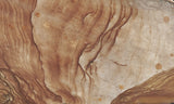 Biggs Jasper Rock Slab 481