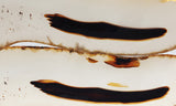 Montana Agate Rock Slab 223