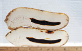 Montana Agate Rock Slab 223