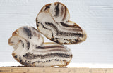 Montana Agate Rock Slab 217