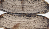 Montana Agate Rock Slab 222