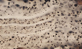 Montana Agate Rock Slab 222