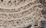 Montana Agate Rock Slab 222