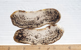 Montana Agate Rock Slab 218