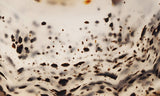 Montana Agate Rock Slab 218