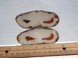 Montana Agate Rock Slab 225
