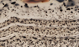 Montana Agate Rock Slab 245