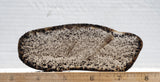 Montana Agate Rock Slab 160