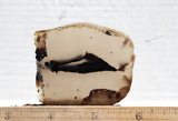 Montana Agate Rock Slab 203