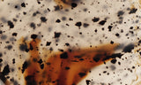Montana Agate Rock Slab 240