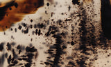 Montana Agate Rock Slab 232