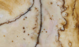 Polka Dot Agate Rock Slab 198