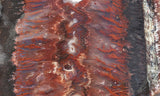 Mexican Flame Agate Rock Slab 27