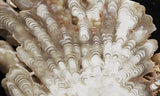 Cave Onyx Rock Slab 39