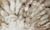 Cave Onyx Rock Slab 38