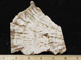 Cave Onyx Rock Slab 37