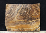 African Queen Picture Jasper 17