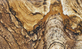 African Queen Picture Jasper Rock Slab 281