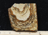 African Queen Picture Jasper 5